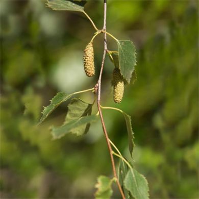 Silver Birch