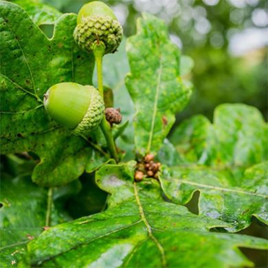 English Oak