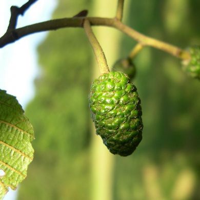 Common Alder