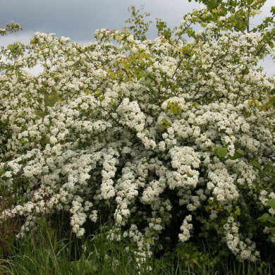 Hawthorn